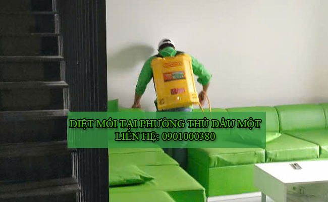 Dịch vụ diệt mối tại Phường Thủ Dầu Một chuyên nghiệp