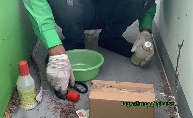 Kỹ thuật viên tiến hành gây bệnh cho mối đang ăn trong hộp nhữ.